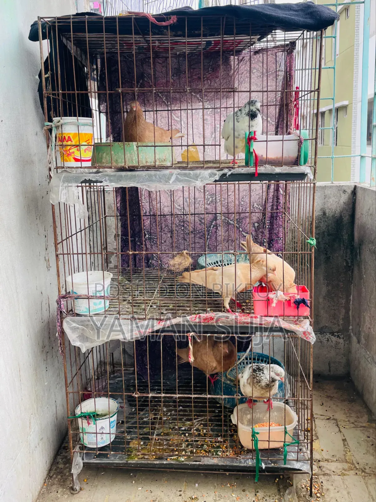 Healthy Pigeons with Cage for Sale