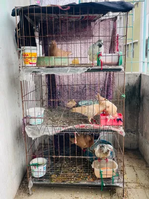 Healthy Pigeons with Cage for Sale