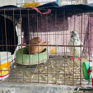 Healthy Pigeons with Cage for Sale