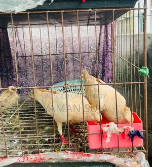 Healthy Pigeons with Cage for Sale