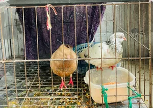 Healthy Pigeons with Cage for Sale