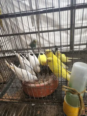 বাচ্চা পাখি ৮ পিস বাজারিগার