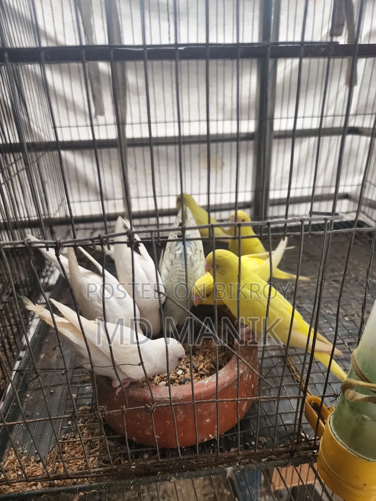 বাচ্চা পাখি ৮ পিস বাজারিগার