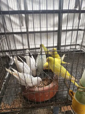 বাচ্চা পাখি ৮ পিস বাজারিগার