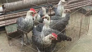 Egyptian Fayoumi Chicks