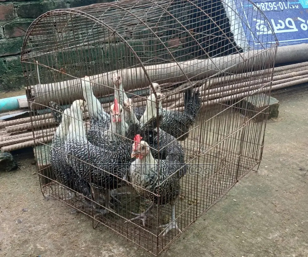 Egyptian Fayoumi Chicks