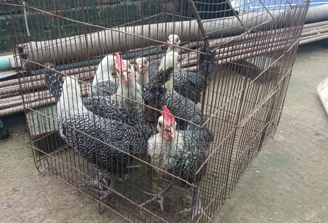 Egyptian Fayoumi Chicks