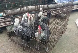 Egyptian Fayoumi Chicks