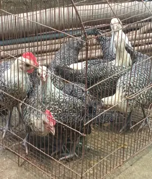Egyptian Fayoumi Chicks