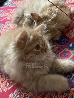 0-1 month Female Purebred Persian