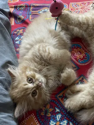 0-1 month Female Purebred Persian