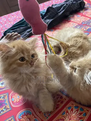0-1 month Female Purebred Persian