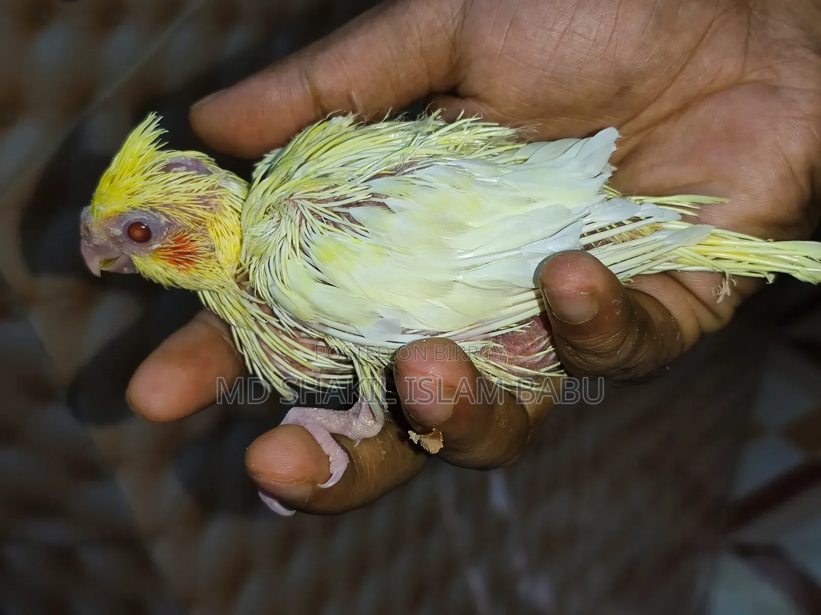 হলুদ ককাটেল