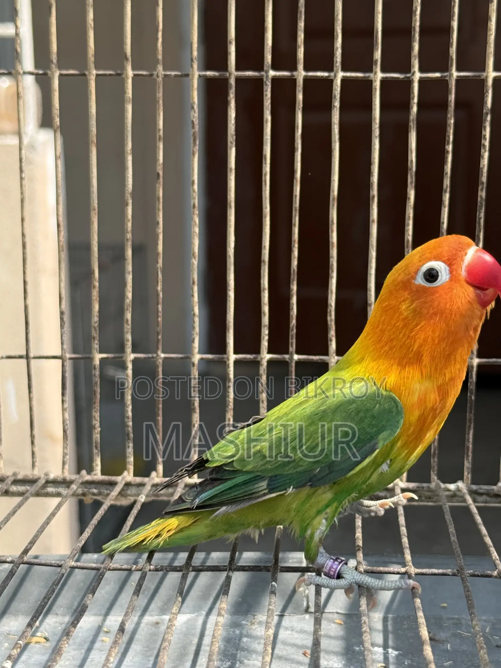 লাভ বার্ড গ্রিন ওপালাইন মেল স্প্লিট ইনো