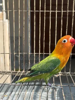 লাভ বার্ড গ্রিন ওপালাইন মেল স্প্লিট ইনো