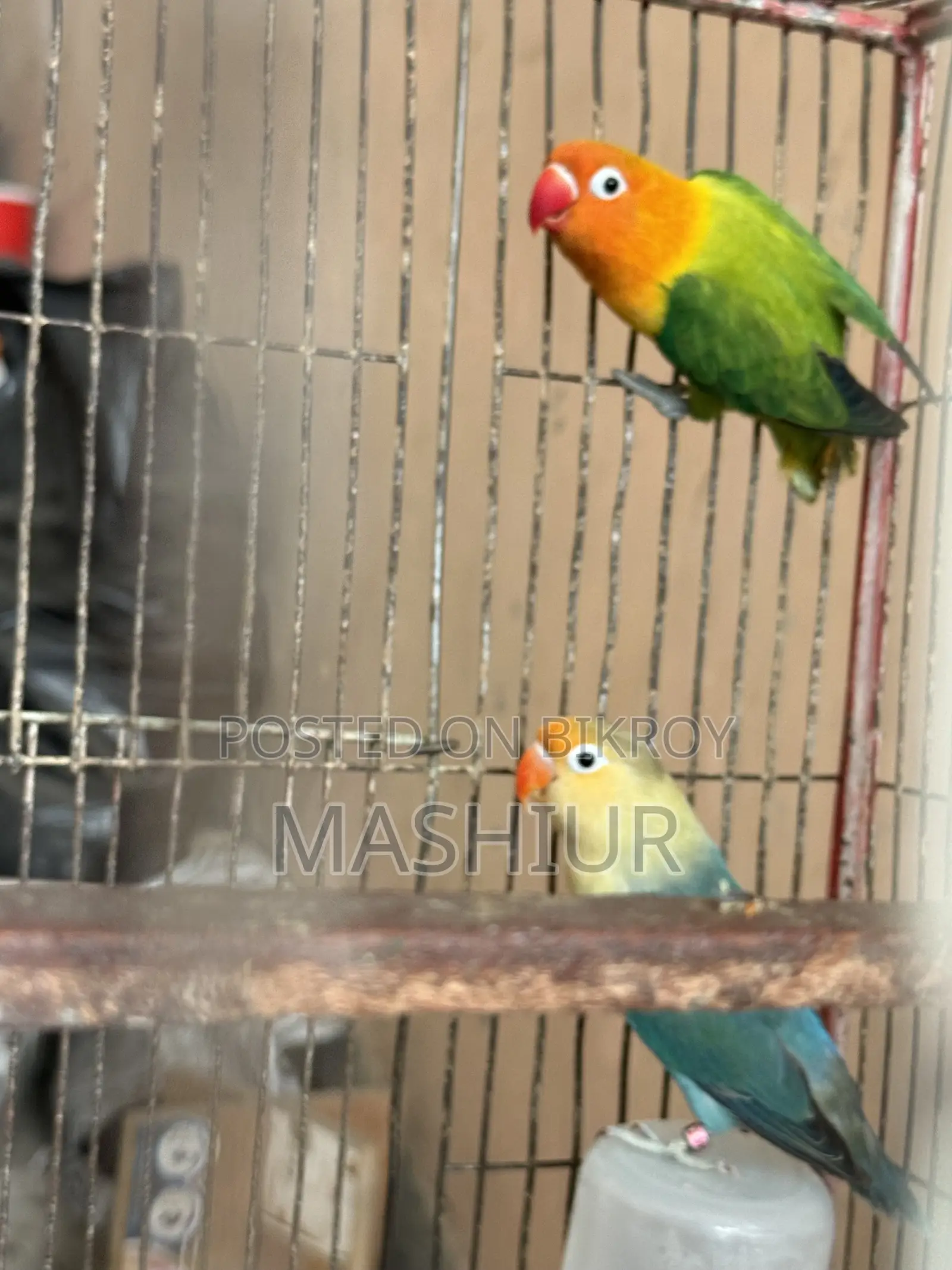 লাভ বার্ড গ্রিন ওপালাইন মেল স্প্লিট ইনো
