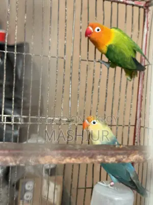 লাভ বার্ড গ্রিন ওপালাইন মেল স্প্লিট ইনো