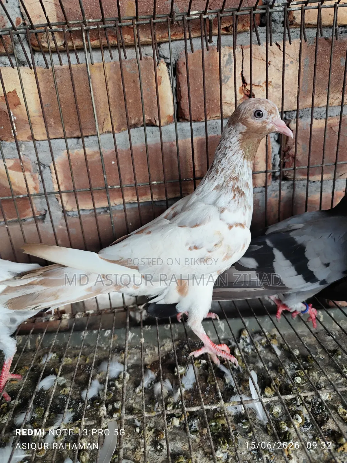 Giribaz Male Pigeon