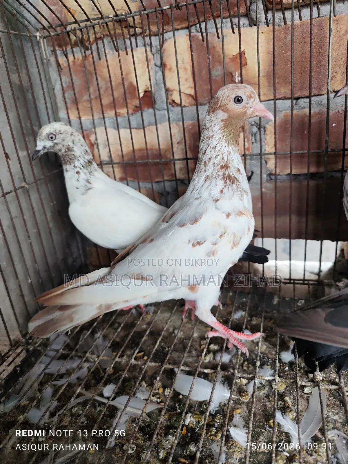 Giribaz Male Pigeon