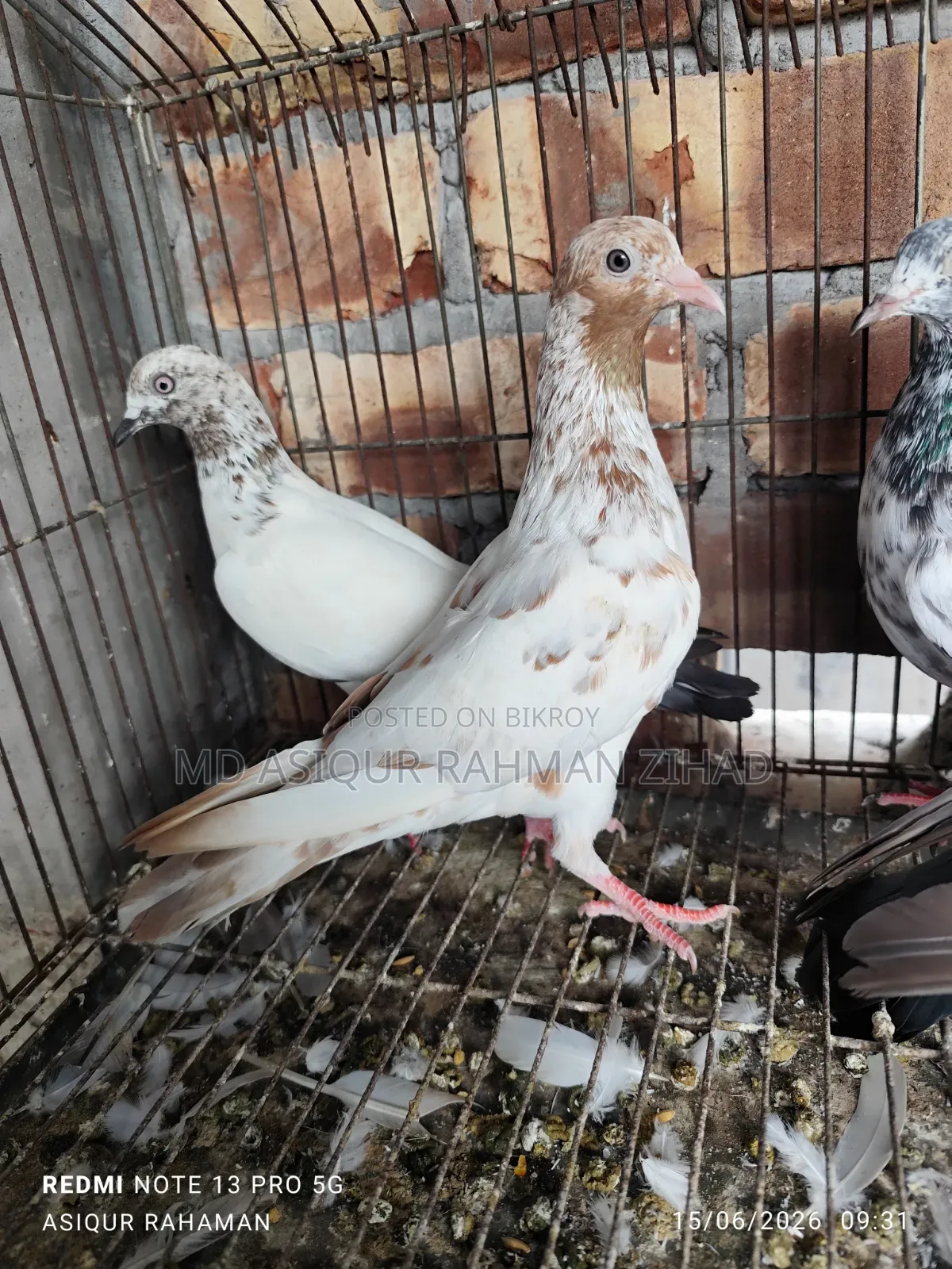 Giribaz Male Pigeon