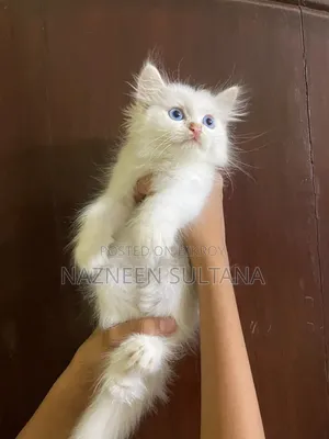 1-3 Months Female Purebred Persian