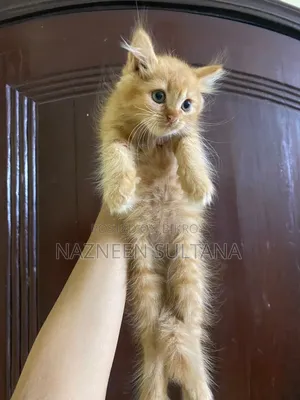 1-3 Months Female Purebred Persian