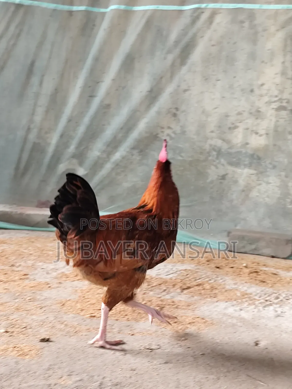 Deshi Morog দেশি মোরগ