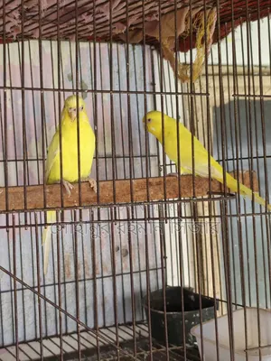 রানিং লুটিনো বাজরিগার