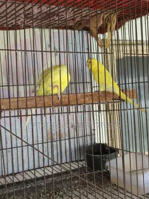 রানিং লুটিনো বাজরিগার