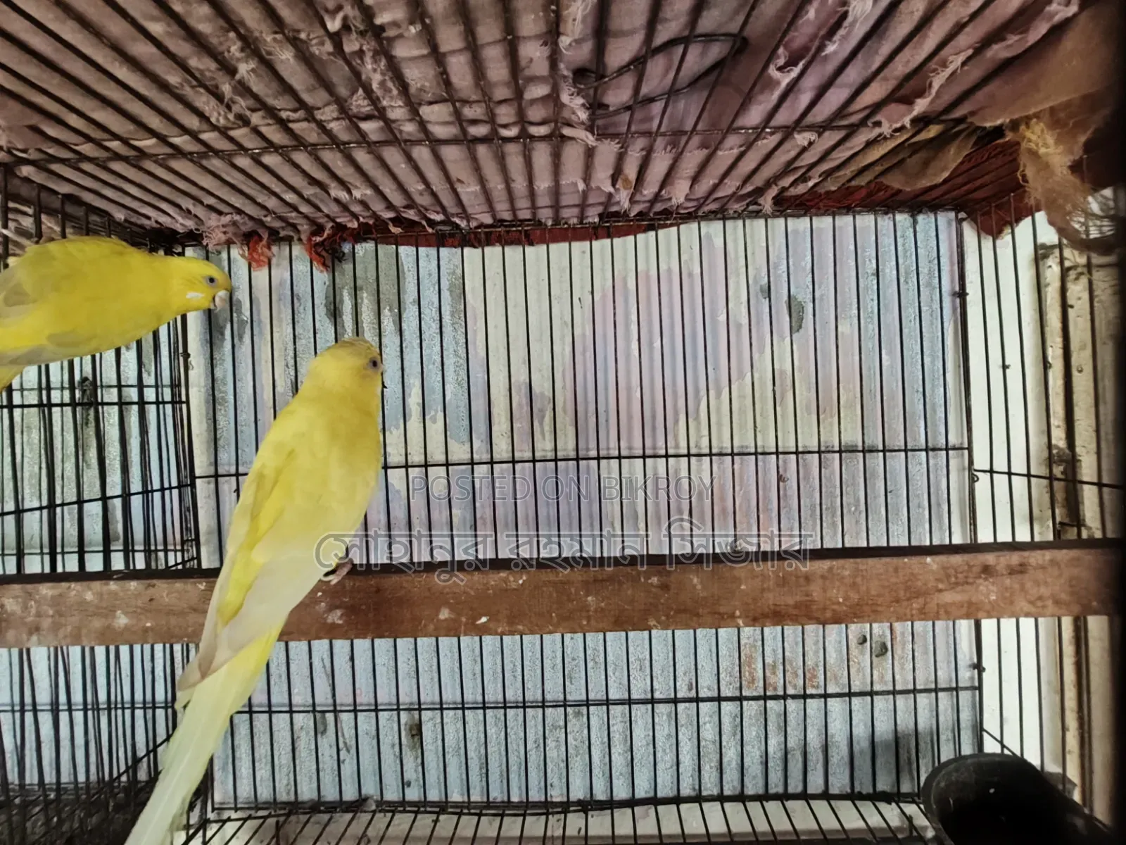 রানিং লুটিনো বাজরিগার