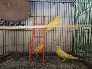 রানিং লুটিনো বাজরিগার
