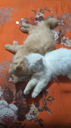 6-12 Months Male Purebred Persian