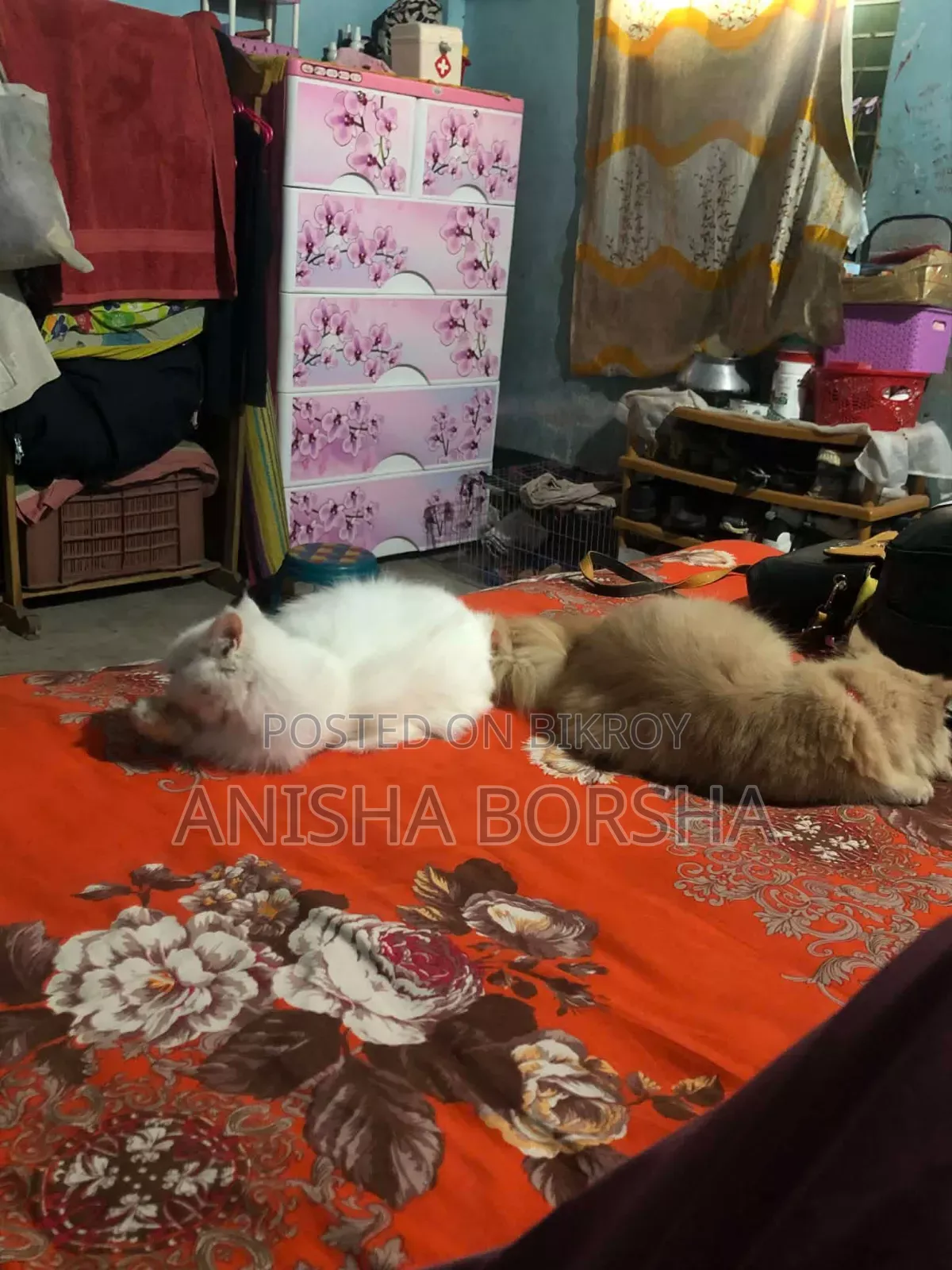 6-12 Months Male Purebred Persian