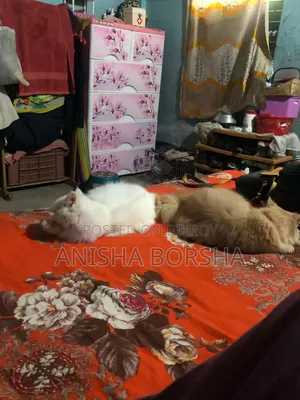 6-12 Months Male Purebred Persian