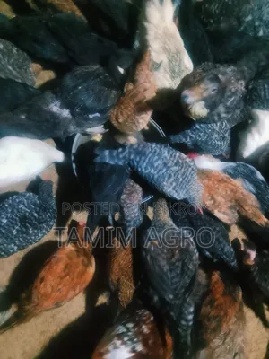 Deshi Chicken and Rooster