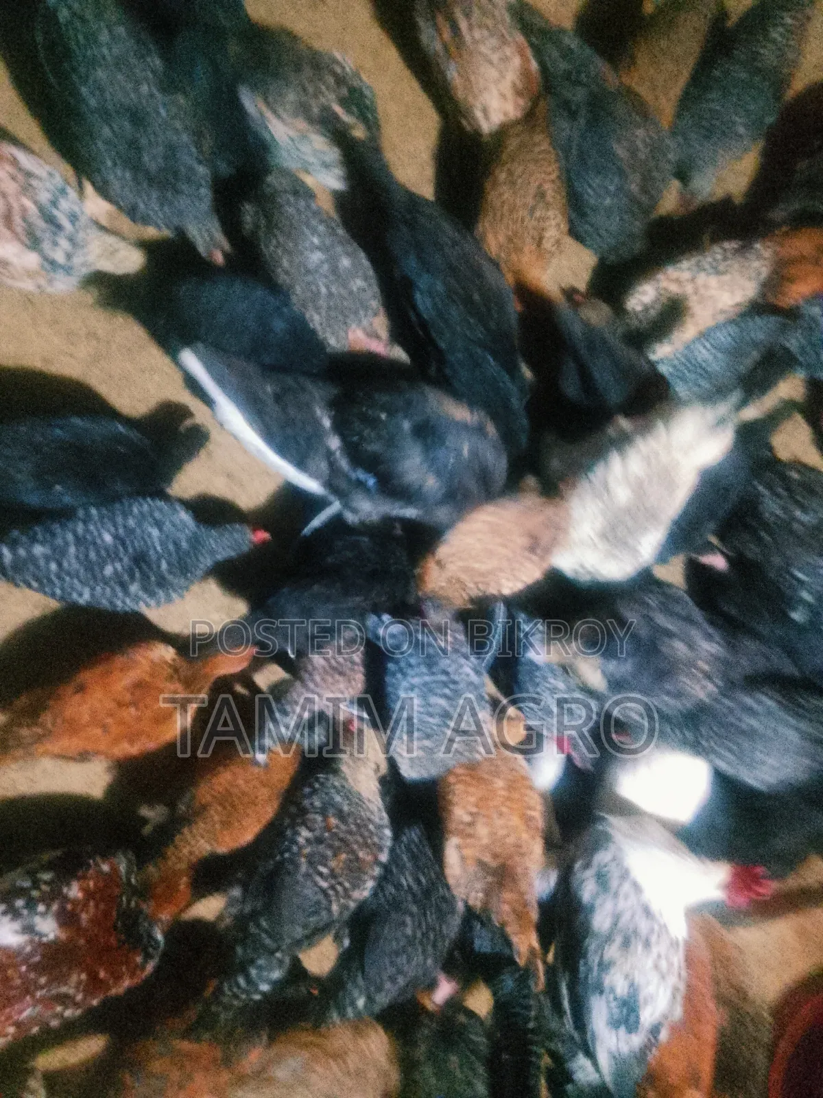 Deshi Chicken and Rooster
