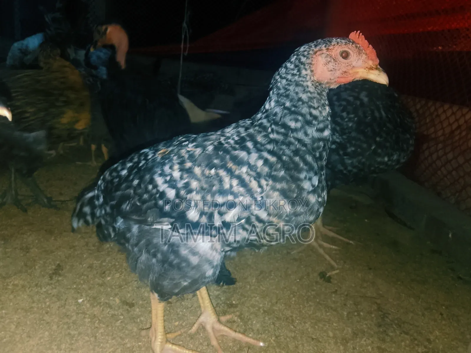 Deshi Chicken and Rooster