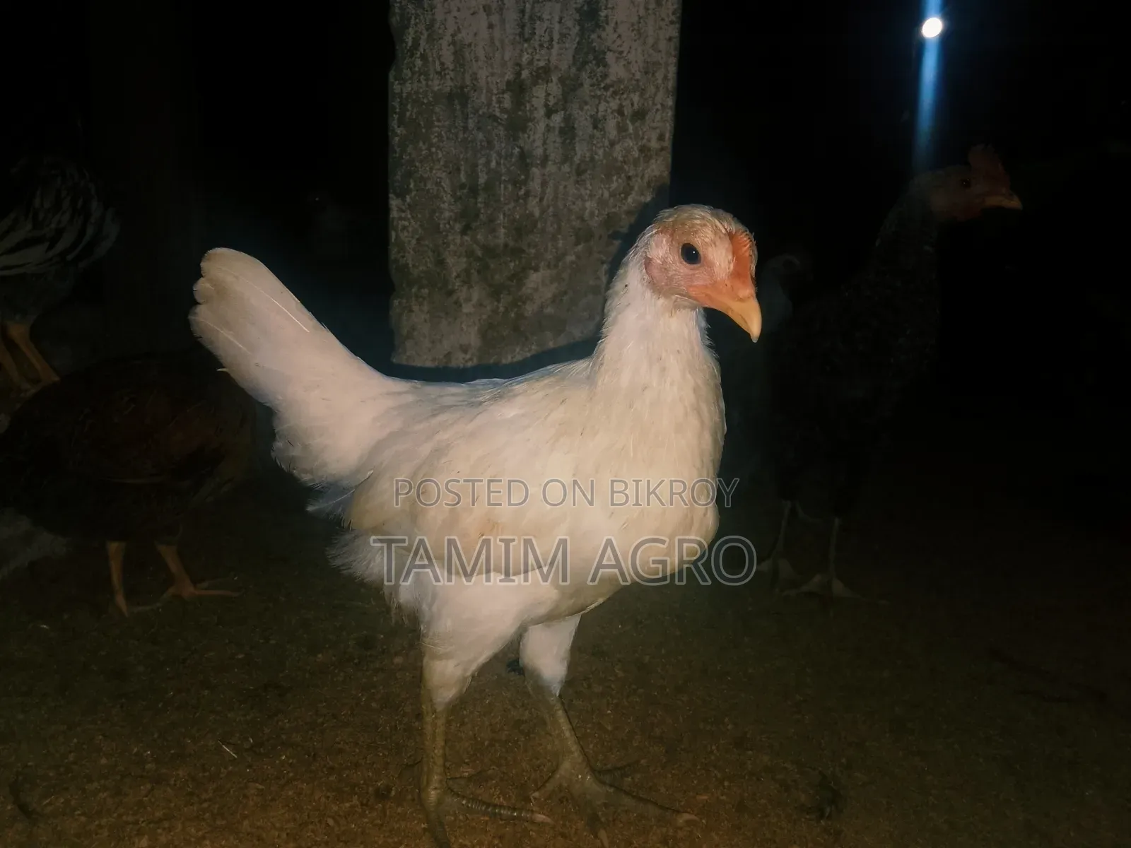 Deshi Chicken and Rooster