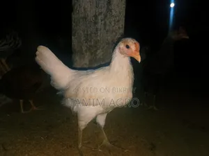 Deshi Chicken and Rooster