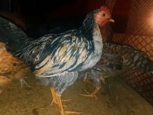Deshi Chicken and Rooster