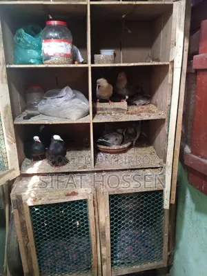 2 pairs of pigeons with eggs and chicks, an eight-compartment cage, and a large coop for sale