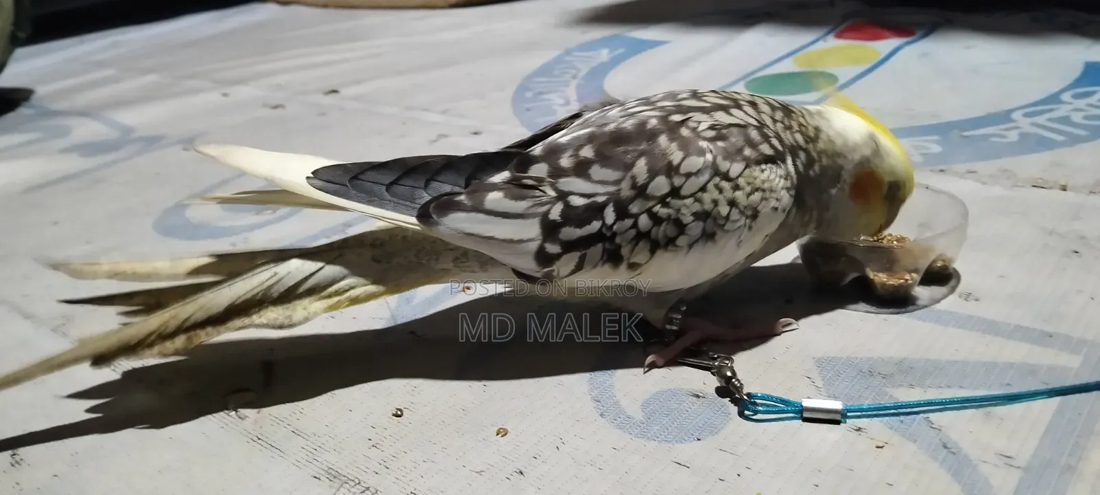 বেগুন বাড়ি
