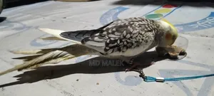বেগুন বাড়ি