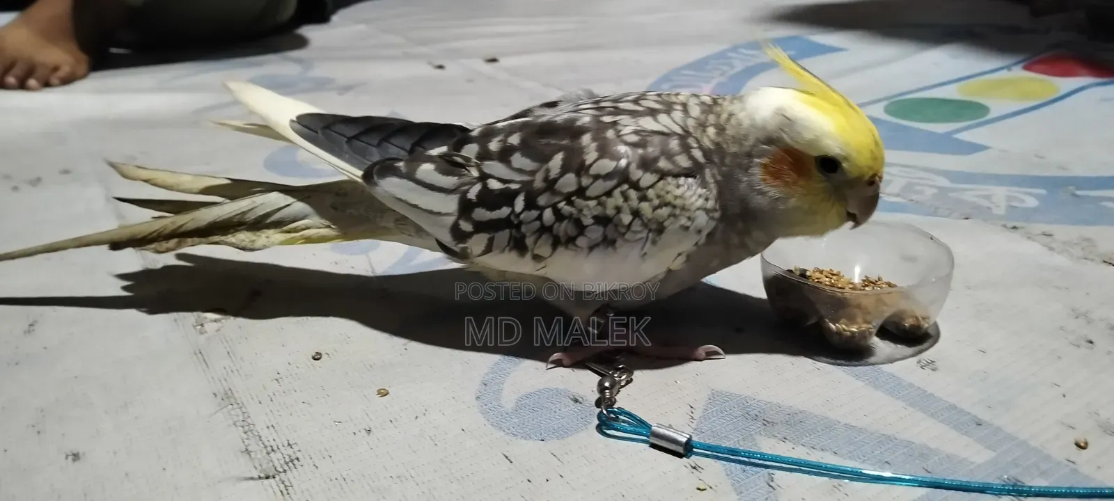 বেগুন বাড়ি