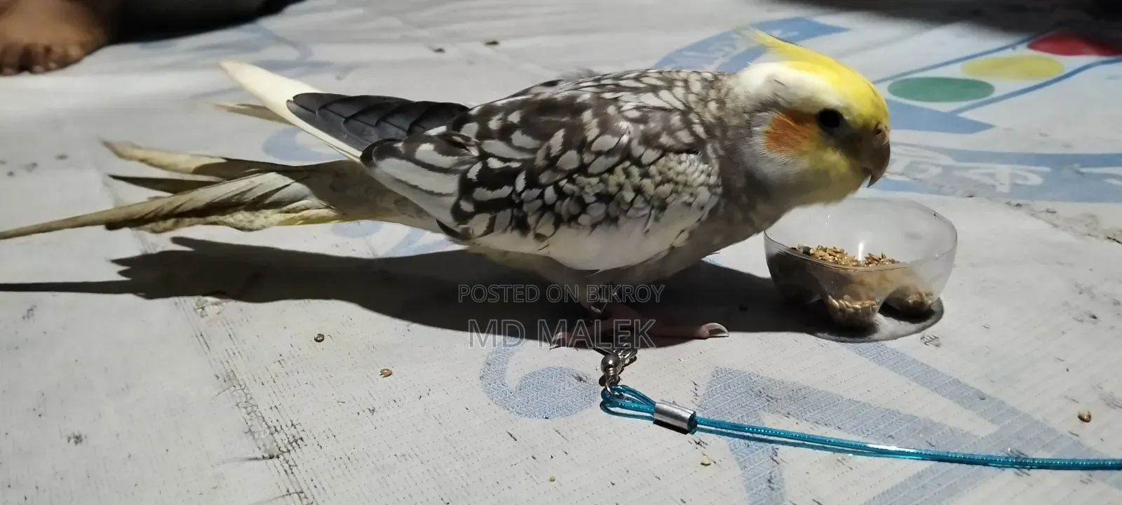 বেগুন বাড়ি