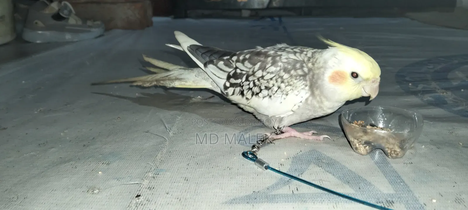 বেগুন বাড়ি