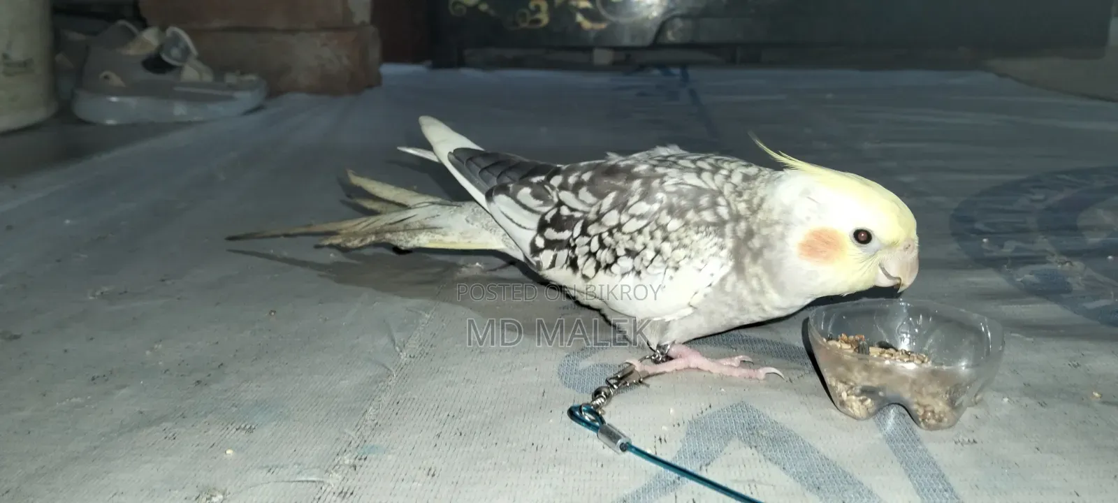 বেগুন বাড়ি