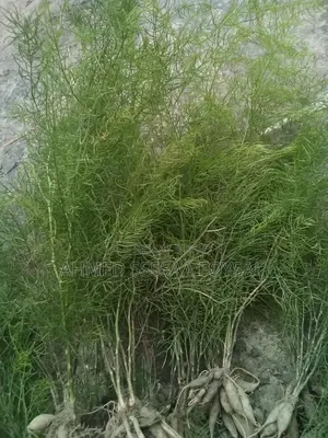 Medicinal Shatamuli Bulb with Seedling