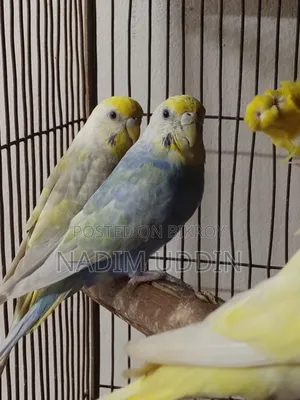 রেইনবো জোড়া এবং ফিমেল