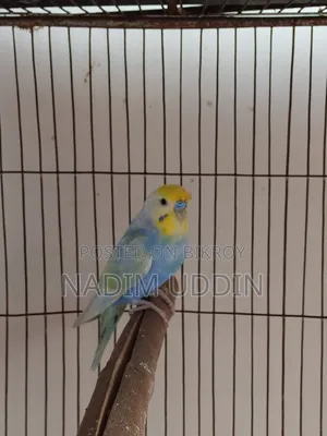 রেইনবো জোড়া এবং ফিমেল